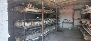 купить кролика декоративного: Продаю | Куры | Несушки