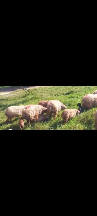 Qoyunlar, qoçlar: Dişi, il: 2, 50 kq, Damazlıq, Ünvandan götürmə — 8