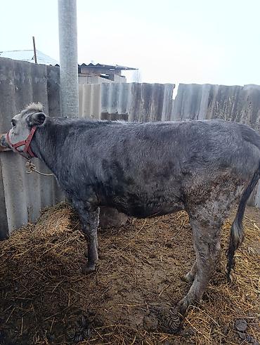 Коровы, быки: Продаю | Тёлка | На откорм, Для разведения — 7