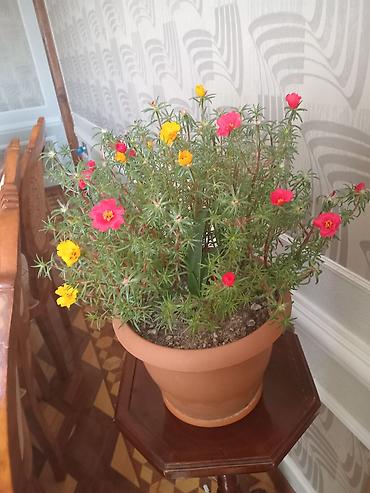 maral buynuzu bitkisi: Saksıdakı canlı Portulaka (moss rose) – çoxrəngli çiçəklər - Növ — 4