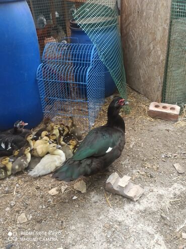 Другие с/х животные: Утята Индоутки Тяжёлая Линия. Индоутята. Фендибоберных Солидных — 5