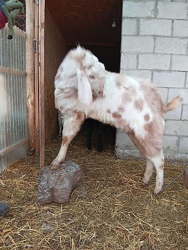 Козы, козлы: Продаю | Коза (самка) | Для разведения — 7