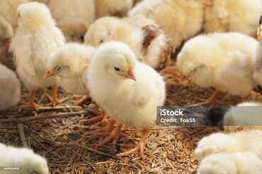 Птицы: Продаю домашних цыплят. 1.2.3 недели.цена договорная