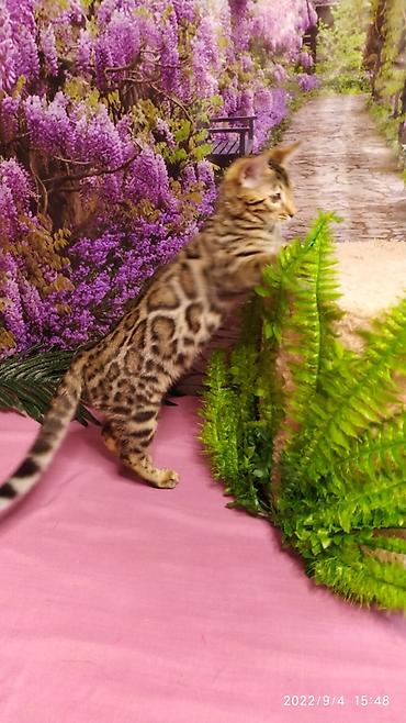 Продажа кошек: Красивейшие Бенгальские котята 3мес девочки и мальчики. Проф питомник at lalafo.kg — 10 Продажа кошек: Красивейшие Бенгальские котята 3мес девочки и мальчики. Проф питомник — 10