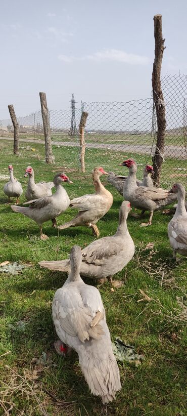 Другие с/х животные: Мускусная утка (индоутка), светло-серая окраска с красной маской на — 7