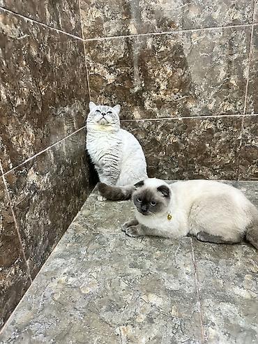 Pişiklər: Britan -da lalafo.az — 12 Pişiklər: Britan — 12