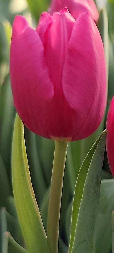 Букеты из живых цветов: ТЮЛЬПАНЫ СРЕЗАННЫЕ, МИКС СОРТОВ И ОКРАСОК - Классические бокаловидные at lalafo.kg — 1 Букеты из живых цветов: ТЮЛЬПАНЫ СРЕЗАННЫЕ, МИКС СОРТОВ И ОКРАСОК - Классические бокаловидные — 1