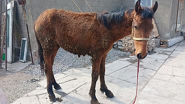 Лошади, кони: Продаю | Кобыла (самка) | Рабочий — 12