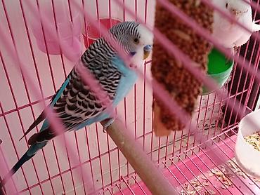 🦜 Продаётся пара взрослых волнистых попугаев (самец и самка)! ✨ Самец at lalafo.kg 🦜 Продаётся пара взрослых волнистых попугаев (самец и самка)! ✨ Самец