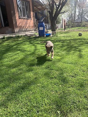 Продажа собак: Лайка, 2 месяца, Самец — 19