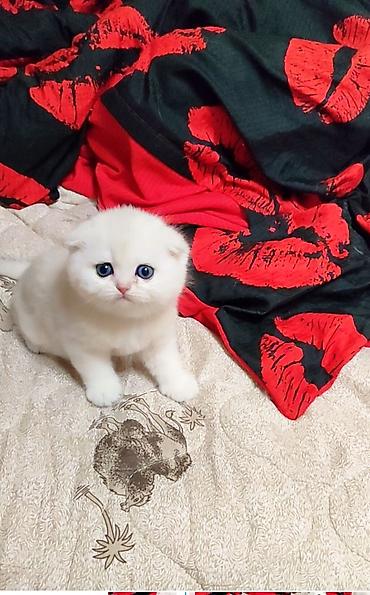 Продажа кошек: С документами. Чистокровный Шотландский вислоухий котёнок, (мальчик) — 2