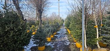 Искусственные ёлки: Ёлка,сосна,голубые ели,пихта,берёза — 8