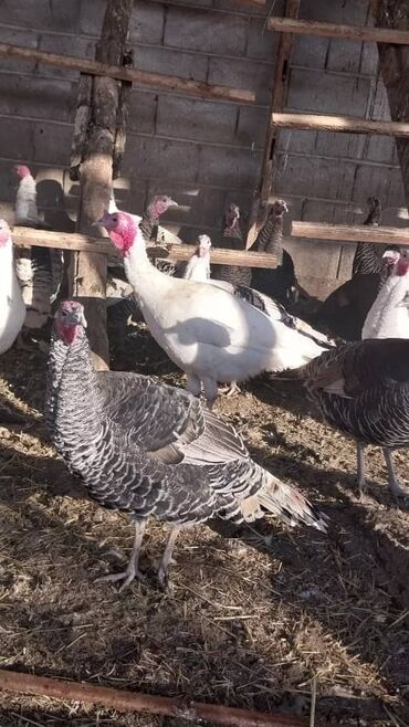тоок гриль ош: Продаётся индюки 🦃 🦃🦃
Адрес:Вознесеновка ул.Советская 4