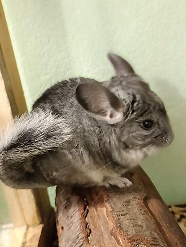 Шиншиллы: Шиншиллы домашнего разведения. 16 марта 2026 им исполняется 3 месяца — 9