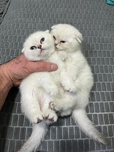 Pişiklər: Britan — 19