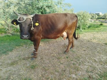 Коровы, быки: Продаю | Корова (самка), Музоо, торпок | На откорм, На забой, Для разведения | Не стельные, Искусственник