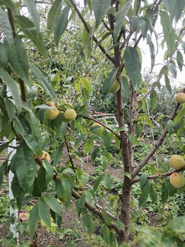 Həyət evləri və villaların satışı: 1 otaqlı, 36 kv. m, Yeni təmirli — 39