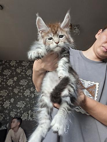 енот животное: Порода: мейн-кун, котёнок Окрас: дымчато-коричневый (табби), с — 2