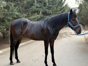 Atlar: Erkək, il: 5, Ünvandan götürmə — 1