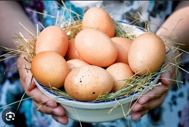 Молочные продукты и яйца: Продаю домашние яйца, 1 шт