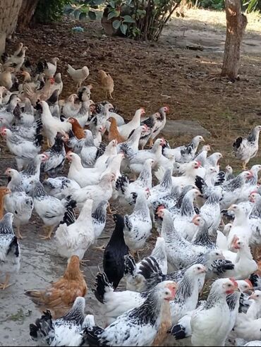 kənd toyuqları: Satılır 7 AZN real alıcıya endirim olacaq ünvan Xaçmaz rayonu çəkisi