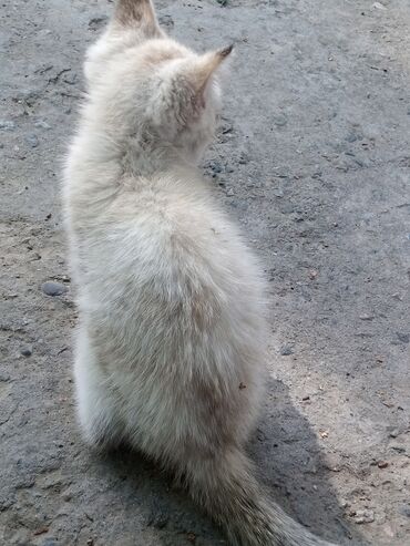 белый котёнок: Котёнок очень милый он поможет успокоить вас в трудную минуту он очень