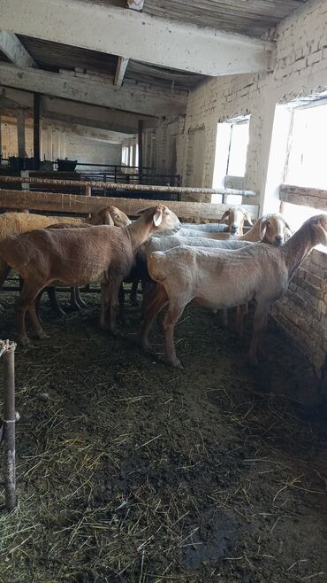 собака долматинец: Сатам | Кочкор (эркек) | Гиссар, Арашан | Союуга, Көбөйтүү үчүн | Асыл тукумдуу, Ургаачы, Токту