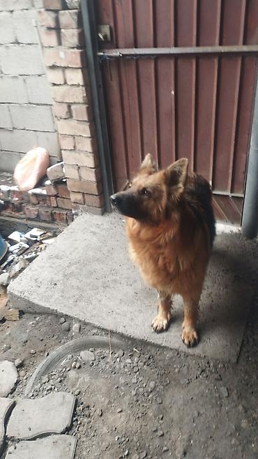 Продажа собак: Немецкая овчарка, 3 года, Самка, С прививкой — 4