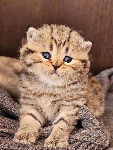 Pişiklər: Yaxşı əllərə — 40