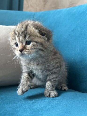 Pişiklər: Şotland, Erkək — 3