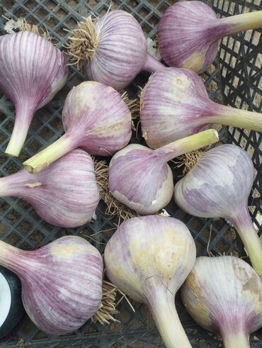 Чеснок: Чеснок Самовывоз — 9
