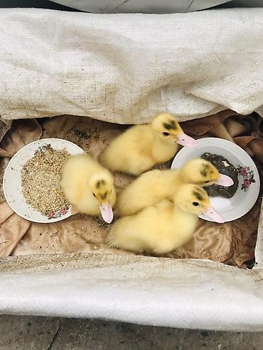 Kənd təsərrüfatı quşları: Toyuq, Yumurtalıq, Ünvandan götürmə — 4