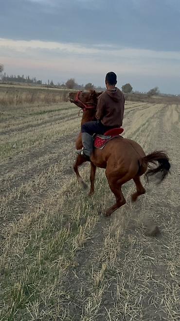 Лошади, кони: Продаю | Конь (самец) | Полукровка | Конный спорт — 6