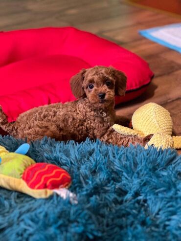 Psi: Nasa odgajivacnica se nalazi u Indjiji i bavimo se uzgojom pasa 15 — 12