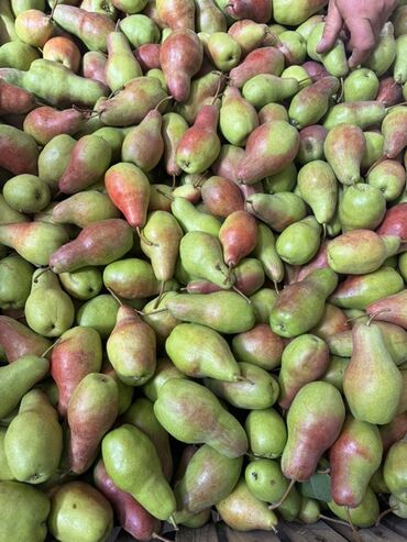 Груши: Груши В розницу, Самовывоз — 10