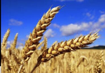 Корма для с/х животных: Пшеница продаём от 100 до 12000 тонн 3 класс Пишите на звонки не