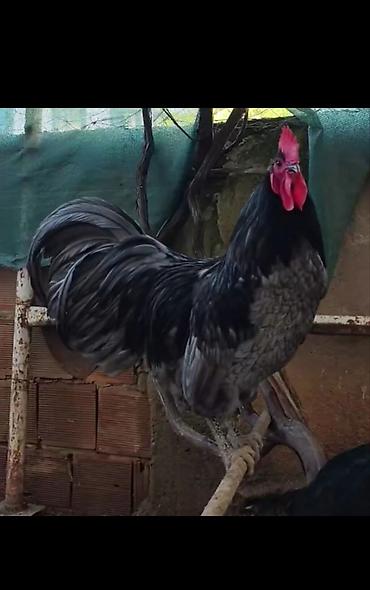 akvarium qiymeti: Salam Aleyküm Afstralop bulu cinsinə məxsus mən ayali yumurta var — 1