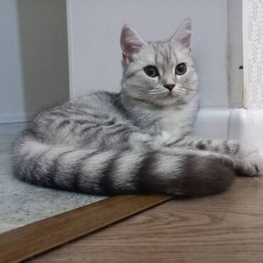 Akvarium aksessuar və ləvazimatları: Cins pişikdi. Quma öyrəşıb. 4-5 aylıqdı. Etibarlı pişəyə baxa bilən