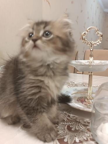 Кошки: Yumşaq tüklü, iri gözlü balaca pişik balası. - Uzun və sıx tüklü — 4