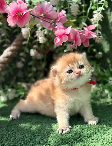 Pişiklər: Britan — 4