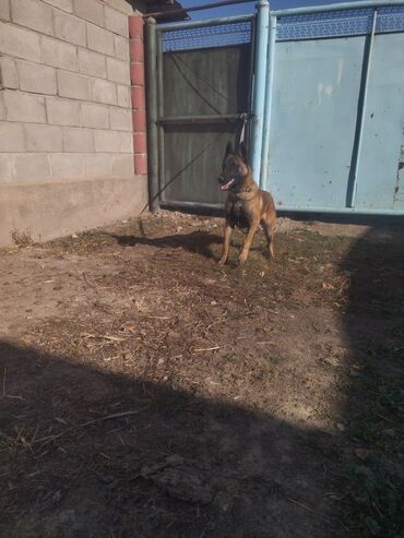 щенки охотничьих собак: Авчарка бельгийский at lalafo.kg щенки охотничьих собак: Авчарка бельгийский