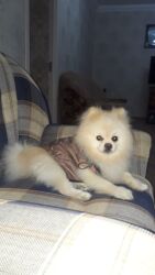 Грызуны: Шпиц, 1 год, Самец, С прививками