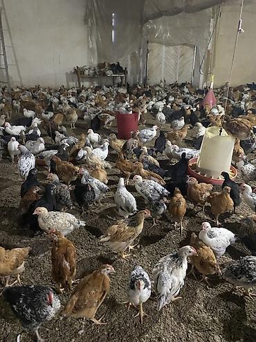 broyler yemi: Təsərrüfat üçün qarışıq yerli cins cücələr - Məhsul: Ətlik/yumurtalıq — 8