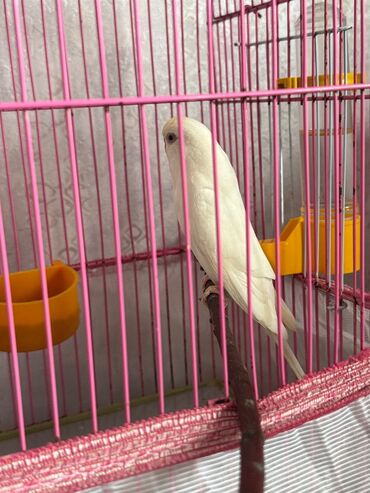 Bülbüllər: 1 cut vistivka ve cut valnis papuqay hazir cavan cutlerdi — 6