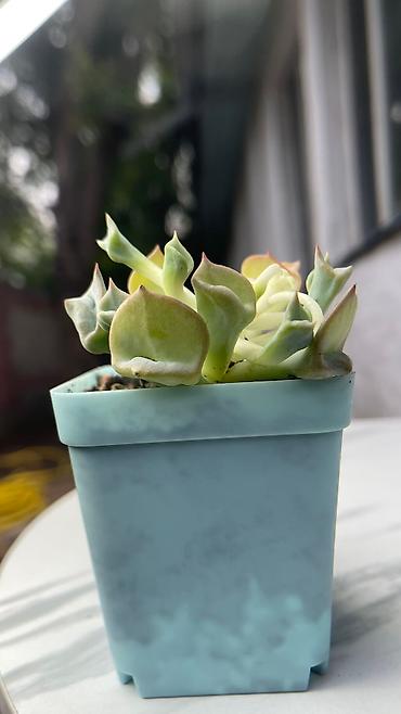 Кактусы: В наличии ❗️‼️ Самые необычные цветы😍как будто с другой планеты 🪐 — 10