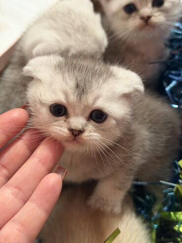 Pişiklər: Şotland — 4