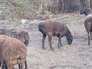 Баран, овца: Продаю | Овца (самка) | На забой — 3