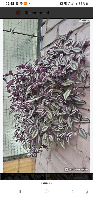 Традесканции: Традесканция зебрина (Tradescantia zebrina), ампельное комнатное — 3