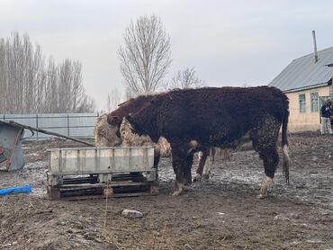 Коровы, быки: Продаю | Бык (самец) | Герефорд | На откорм