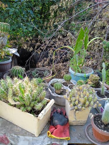 Кактусы: Продам кактусы — 7